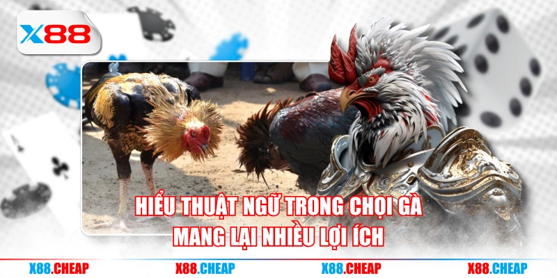 Hiểu thuật ngữ trong chọi gà mang lại nhiều lợi ích